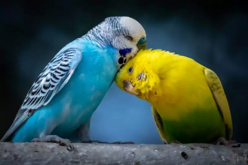Dwie papugi